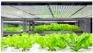 indoor-growhouse-blog